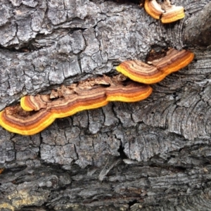 Gloeophyllum at Yarralumla, ACT - 26 Jun 2016