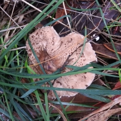 Chlorophyllum/Macrolepiota sp. (genus) at Belconnen, ACT - 24 Jun 2016 by ArcherCallaway