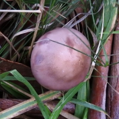 Lepista nuda (Wood Blewit) at Belconnen, ACT - 24 Jun 2016 by RyuCallaway