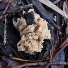 Ramaria sp. (genus) (A Coral fungus) at Belconnen, ACT - 24 Jun 2016 by ArcherCallaway