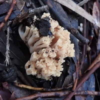 Ramaria sp. (A Coral fungus) at Belconnen, ACT - 24 Jun 2016 by RyuCallaway