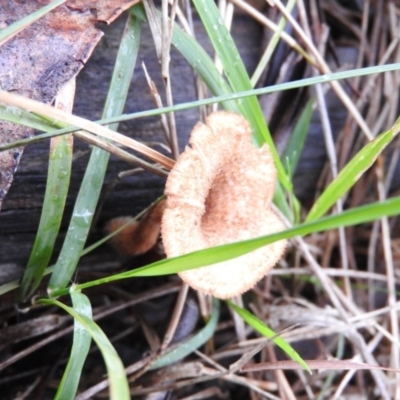 Lentinus fasciatus (Hairy Trumpet) at Belconnen, ACT - 24 Jun 2016 by ArcherCallaway