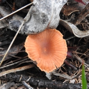 Laccaria sp. at Belconnen, ACT - 24 Jun 2016 03:26 PM