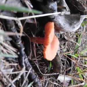 Laccaria sp. at Belconnen, ACT - 24 Jun 2016 03:26 PM