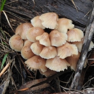 Mycena sp. at Belconnen, ACT - 24 Jun 2016 03:30 PM