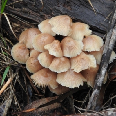 Mycena sp. (Mycena) at Belconnen, ACT - 24 Jun 2016 by ArcherCallaway