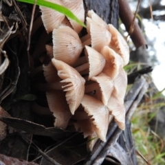 Mycena sp. at Belconnen, ACT - 24 Jun 2016 03:30 PM