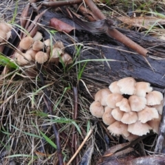 Mycena sp. at Belconnen, ACT - 24 Jun 2016 03:30 PM