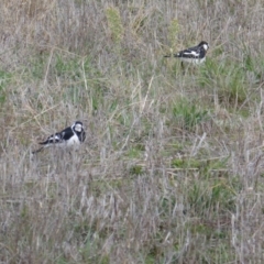 Grallina cyanoleuca (Magpie-lark) at Symonston, ACT - 26 Jun 2016 by Mike