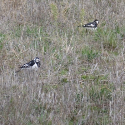 Grallina cyanoleuca (Magpie-lark) at Symonston, ACT - 26 Jun 2016 by Mike