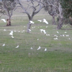 Cacatua galerita (Sulphur-crested Cockatoo) at Symonston, ACT - 26 Jun 2016 by Mike