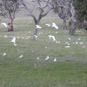 Cacatua galerita at Symonston, ACT - 26 Jun 2016 05:28 PM