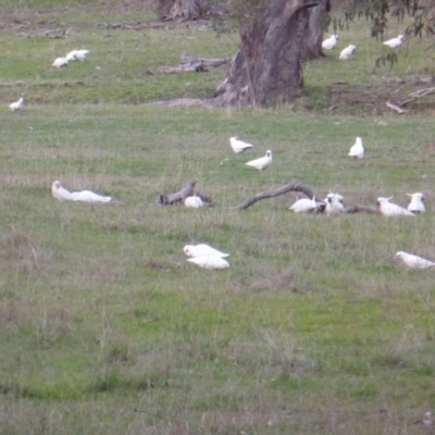 Cacatua sanguinea (Little Corella) at Symonston, ACT - 26 Jun 2016 by Mike