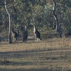 Macropus giganteus (Eastern Grey Kangaroo) at O'Malley, ACT - 20 May 2016 by Mike