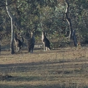 Macropus giganteus at O'Malley, ACT - 20 May 2016