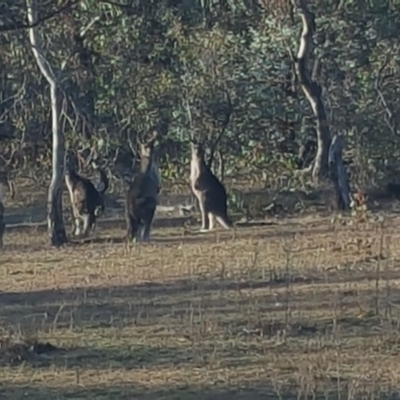 Macropus giganteus (Eastern Grey Kangaroo) at Mount Mugga Mugga - 20 May 2016 by Mike