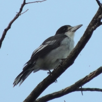 Cracticus torquatus (Grey Butcherbird) at Pine Island to Point Hut - 16 Mar 2016 by michaelb