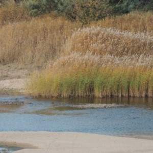 Phragmites australis at Paddys River, ACT - 21 May 2016