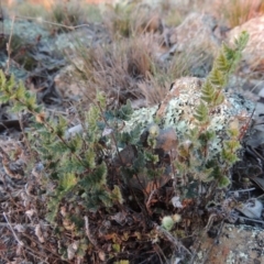 Cheilanthes distans (Bristly Cloak Fern) at Tuggeranong Hill - 22 May 2016 by michaelb