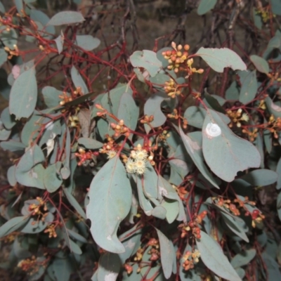 Eucalyptus polyanthemos (Red Box) at Calwell, ACT - 22 May 2016 by MichaelBedingfield