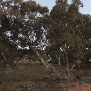 Eucalyptus polyanthemos at Tuggeranong Hill - 22 May 2016