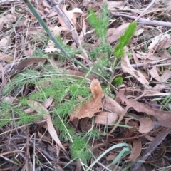 Foeniculum vulgare (Fennel) at Symonston, ACT - 27 Jun 2016 by Mike