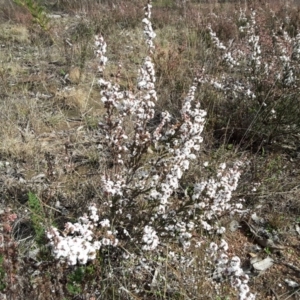 Leucopogon attenuatus at Wanniassa Hill - 27 Jun 2016