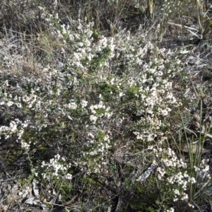 Cryptandra sp. Floriferous (W.R.Barker 4131) W.R.Barker at Wanniassa Hill - 27 Jun 2016 12:08 PM