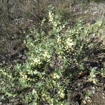 Melichrus urceolatus (Urn Heath) at Wanniassa Hill - 27 Jun 2016 by Mike