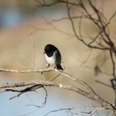 Melanodryas cucullata cucullata (Hooded Robin) at Googong, NSW - 25 Jun 2016 by roymcd