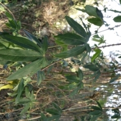 Passiflora caerulea at Conder, ACT - 27 Jun 2016