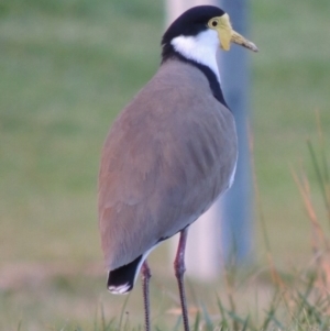 Vanellus miles at Gordon, ACT - 21 May 2015 06:15 PM