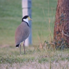 Vanellus miles at Gordon, ACT - 21 May 2015 06:15 PM