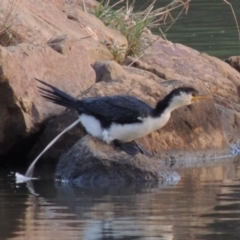 Microcarbo melanoleucos (Little Pied Cormorant) at Bonython, ACT - 2 May 2015 by michaelb