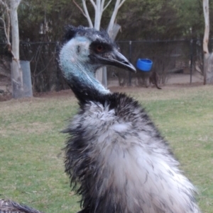 Dromaius novaehollandiae at Molonglo Valley, ACT - 3 Jun 2015