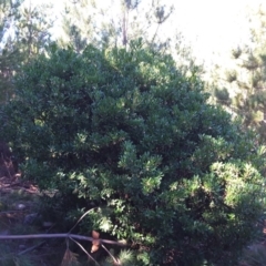 Arbutus unedo (Strawberry Tree) at Isaacs, ACT - 28 Jun 2016 by Mike