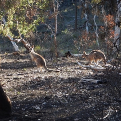 Macropus giganteus (Eastern Grey Kangaroo) at Aranda, ACT - 28 Jun 2016 by CathB