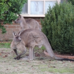 Macropus giganteus (Eastern Grey Kangaroo) at Conder, ACT - 20 Jun 2016 by michaelb