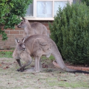 Macropus giganteus at Conder, ACT - 21 Jun 2016 08:52 AM