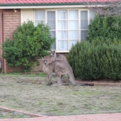 Macropus giganteus at Conder, ACT - 21 Jun 2016 08:52 AM