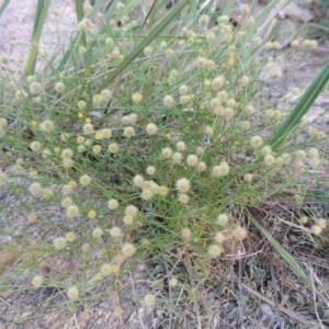 Calotis lappulacea at Tennent, ACT - 28 Feb 2016