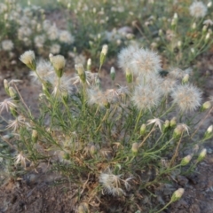 Vittadinia muelleri (Narrow-leafed New Holland Daisy) at Tennent, ACT - 28 Feb 2016 by michaelb