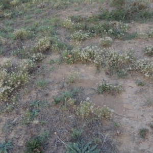 Vittadinia muelleri at Tennent, ACT - 28 Feb 2016