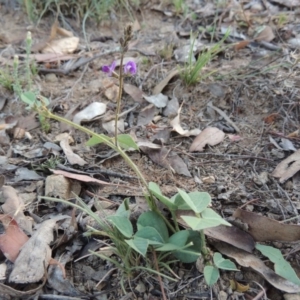 Glycine tabacina at Tennent, ACT - 28 Feb 2016