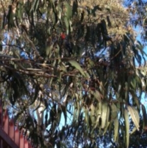 Callocephalon fimbriatum at Queanbeyan, NSW - suppressed