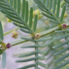 Acacia parramattensis at Isaacs Ridge - 29 Jun 2016 02:39 PM