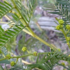 Acacia parramattensis at Isaacs Ridge - 29 Jun 2016 02:39 PM