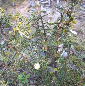 Acacia ulicifolia at Jerrabomberra, ACT - 29 Jun 2016 02:56 PM