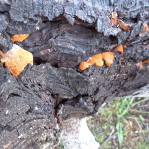 Trametes (old Pycnoporus sp.) at Isaacs Ridge - 29 Jun 2016 03:06 PM