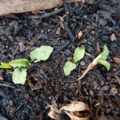 Pterostylis nutans at Aranda, ACT - 27 Jun 2016